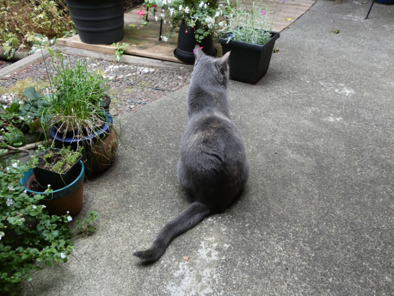 Izzy in the garden