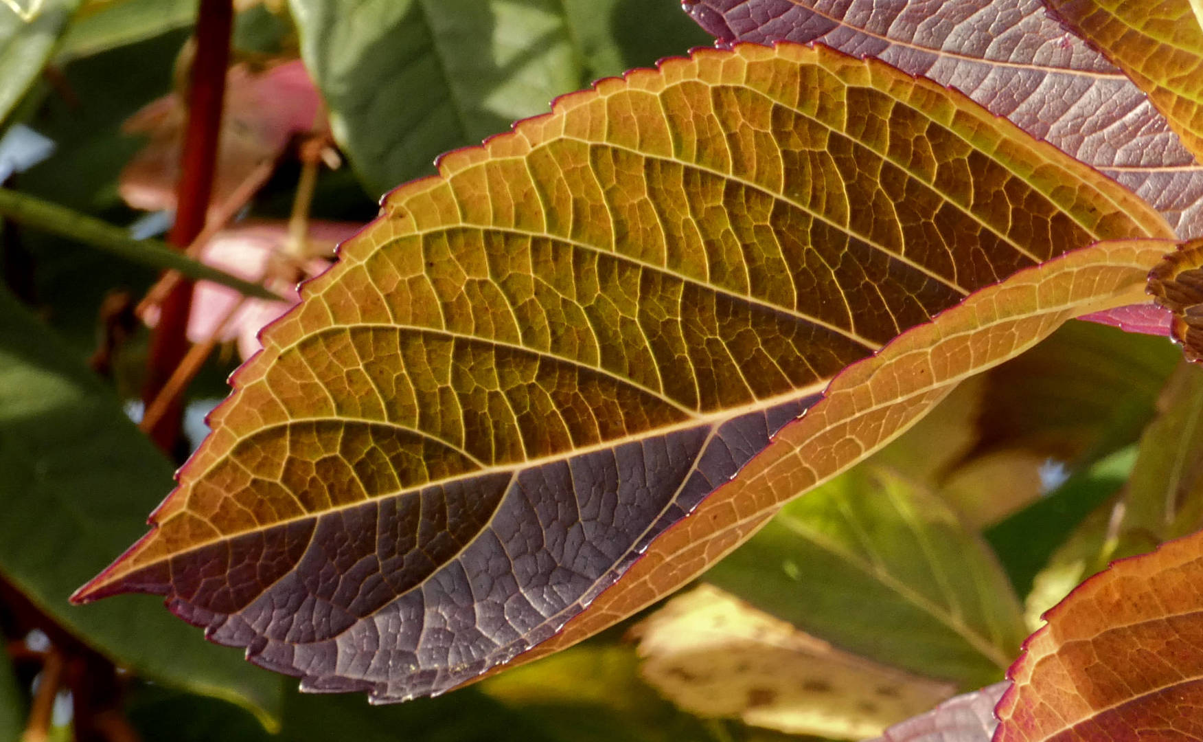 Hydrangea Leaf close up