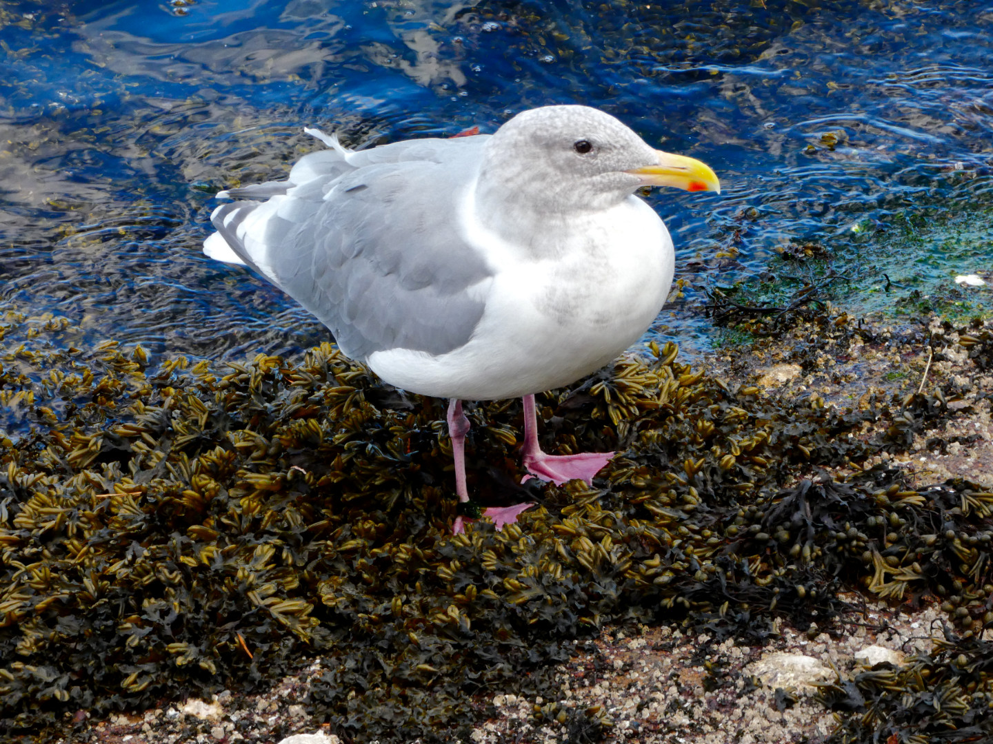 Herring Gull