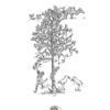 "Menagerie" Poems by Marlene Dean Drawings by Christine Dean - Image 3